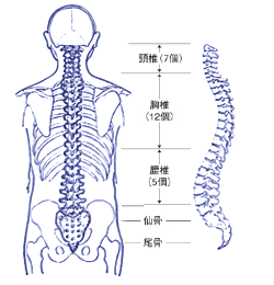 脊椎とは
